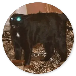Глупые кошки sticker 4