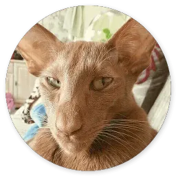 Глупые кошки sticker 6