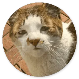 Глупые кошки sticker 9