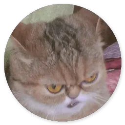 Глупые кошки sticker 10