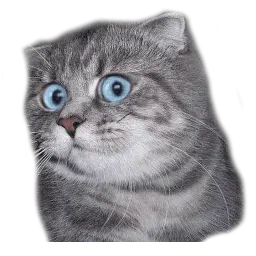 Удивлённый кот Telegram sticker pack