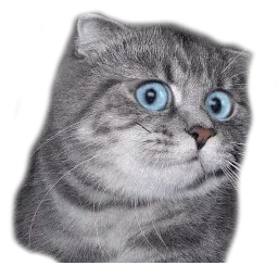 Удивлённый кот sticker 2