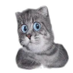 Удивлённый кот sticker 12