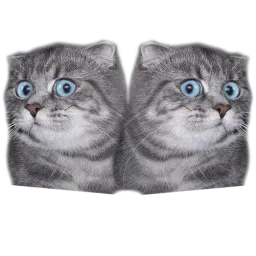 Удивлённый кот sticker 3