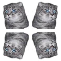 Удивлённый кот sticker 4