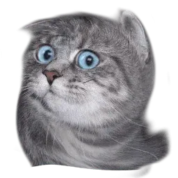 Удивлённый кот sticker 6