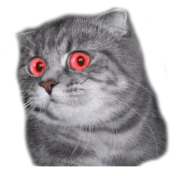 Удивлённый кот sticker 10