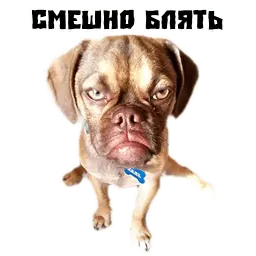 Псина сутулая Telegram sticker pack
