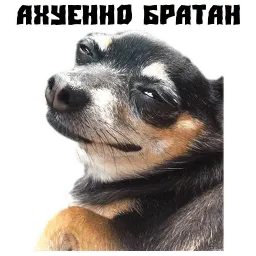 Псина сутулая sticker 2