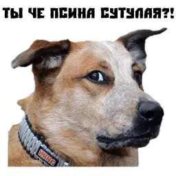 Псина сутулая sticker 7