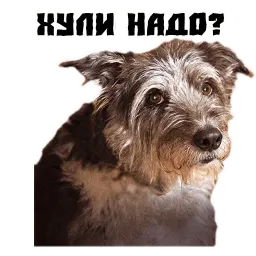 Псина сутулая sticker 10