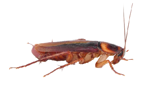 tarakanovvam sticker 6