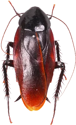 tarakanovvam sticker 7