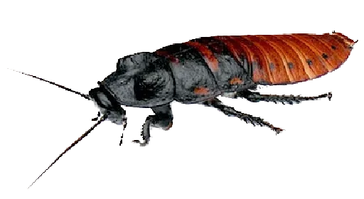 tarakanovvam sticker 9