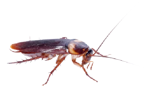 tarakanovvam sticker 10