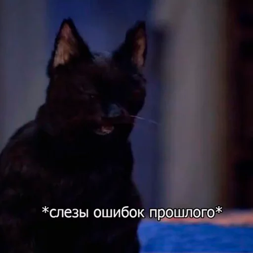 Cat Salem sticker 2