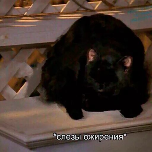 Cat Salem sticker 11