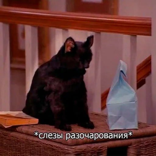 Cat Salem sticker 3