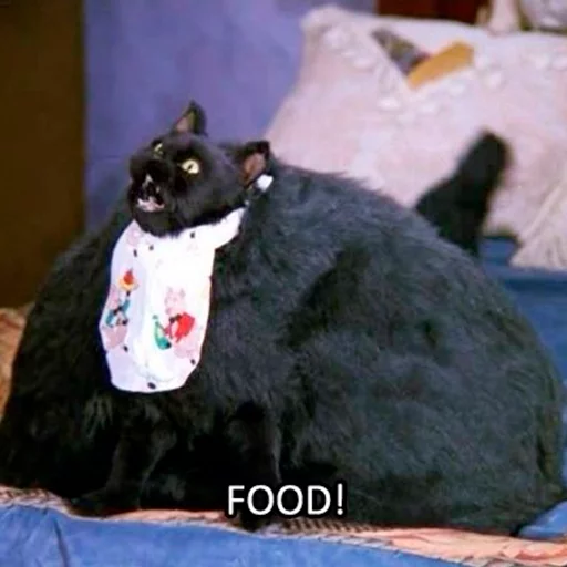 Cat Salem sticker 7