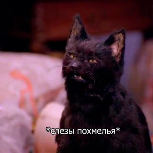 Cat Salem sticker 10