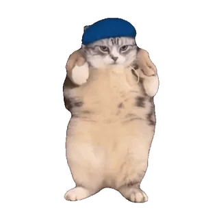 tiktok_cats_animals sticker 11