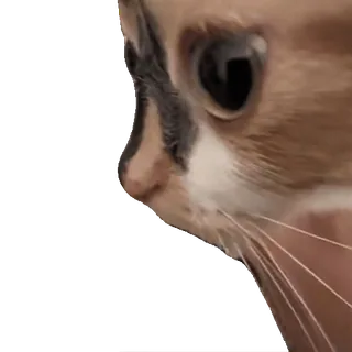 tiktok_cats_animals sticker 12