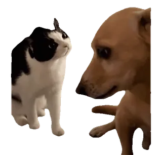 tiktok_cats_animals sticker 17