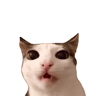 tiktok_cats_animals sticker 18