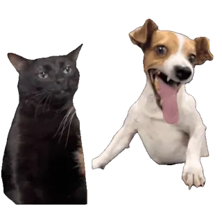 tiktok_cats_animals sticker 20