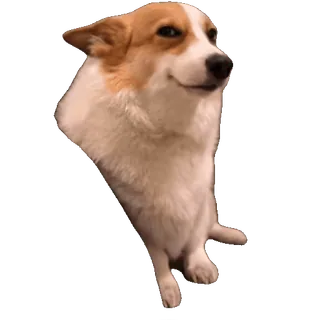 tiktok_cats_animals sticker 21