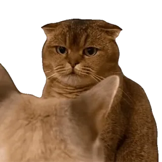 tiktok_cats_animals sticker 22