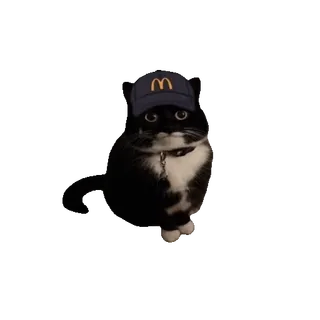 tiktok_cats_animals sticker 23