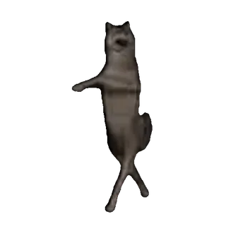 tiktok_cats_animals sticker 24