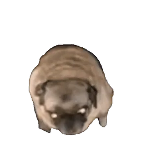 tiktok_cats_animals sticker 27