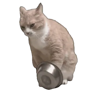 tiktok_cats_animals sticker 28