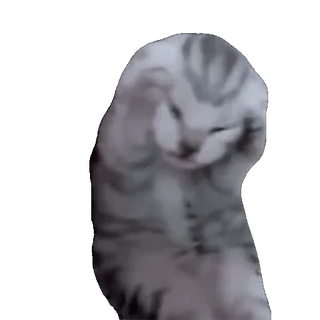 tiktok_cats_animals sticker 29