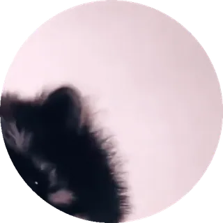 tiktok_cats_animals sticker 4
