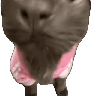 tiktok_cats_animals sticker 32