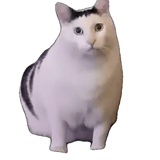 tiktok_cats_animals sticker 38