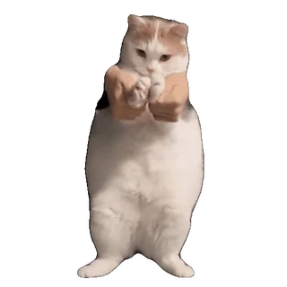 tiktok_cats_animals sticker 39
