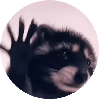 tiktok_cats_animals sticker 5