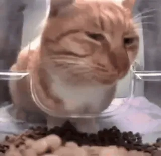 tiktok_cats_animals sticker 44
