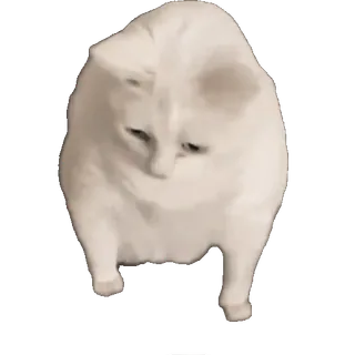 tiktok_cats_animals sticker 45