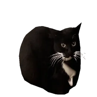 tiktok_cats_animals sticker 48