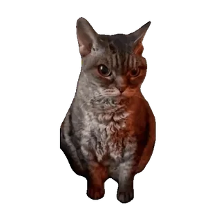 tiktok_cats_animals sticker 50