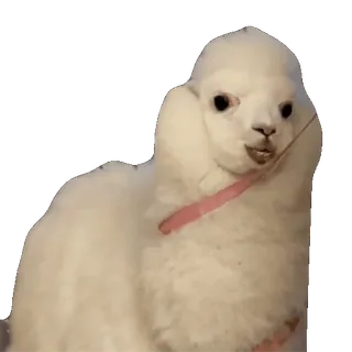 tiktok_cats_animals sticker 54