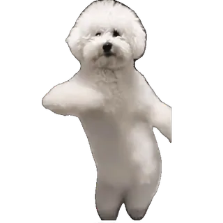 tiktok_cats_animals sticker 57
