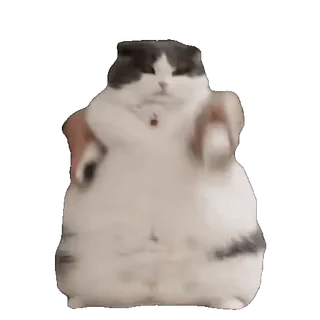 tiktok_cats_animals sticker 58