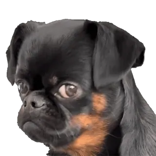 tiktok_cats_animals sticker 59
