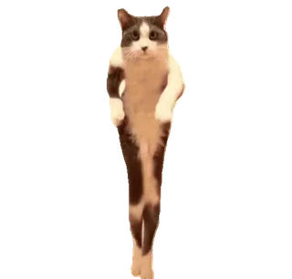 tiktok_cats_animals sticker 61